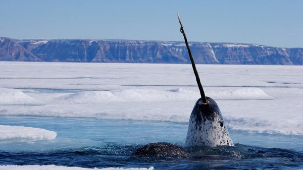 narwhal_alone.jpg.adapt.945.1