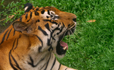 29 Gambar Animasi Bergerak Harimau Yang Banyak Di Cari 