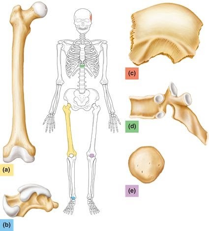 Long Bone Diagram Labeled Quizlet - 32 Correctly Label The Following Anatomical Parts Of A Long ...