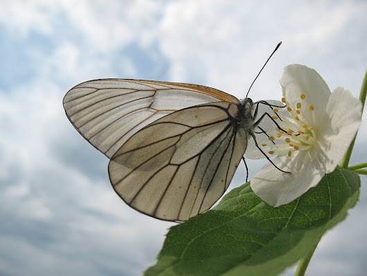 Фото Цветок жасмина с бабочкой