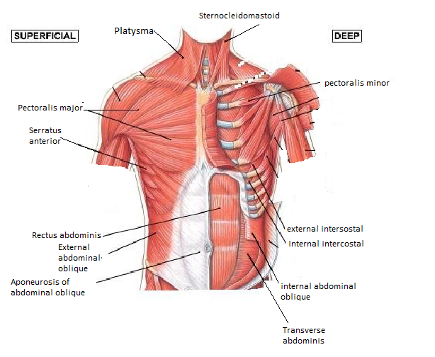 Under foot to dist phalx toe) extensor hallucis brevis lateral malleolus (a) 5th metatarsal figure 10.22a muscles of the torso and limbs  naming conventions. Muscles Of The Chest And Abdomen Kirtley S Anatomy Website