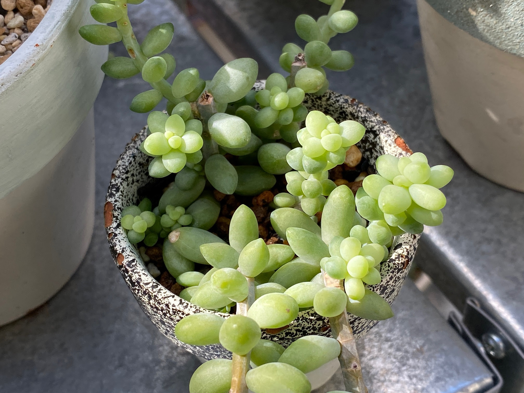 ベストコレクション 多肉 植物 ビアホップ 増やし 方 多肉植物 ビアホップ 増やし方