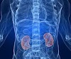 Are The Kidneys Located Inside Of The Rib Cage - Are The Kidneys Located Inside Of The Rib Cage : Human ... - Check out now these 18 early warning signs and symptoms of kidney infection.