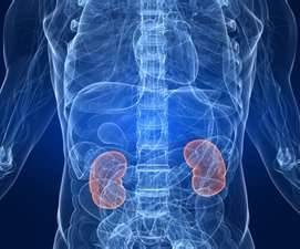 Are The Kidneys Located Inside Of The Rib Cage : The ...