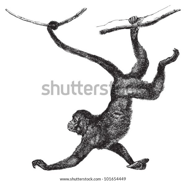 How To Draw A Spider Monkey Step By Step