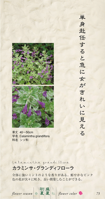 美しい花の画像 トップ100ミント 花 言葉