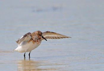 Sanderling by FWC