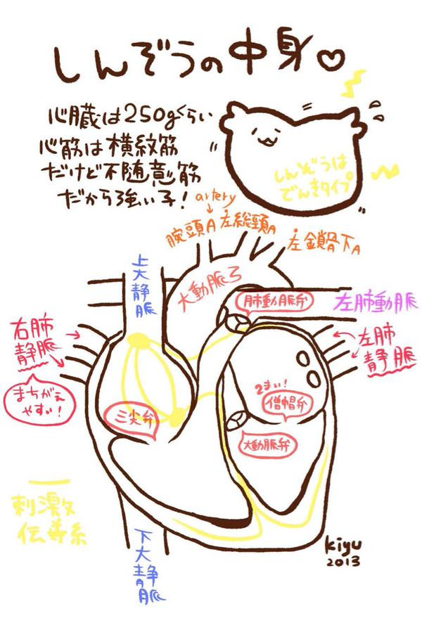 Japan Image 心臓 イラスト わかりやすい