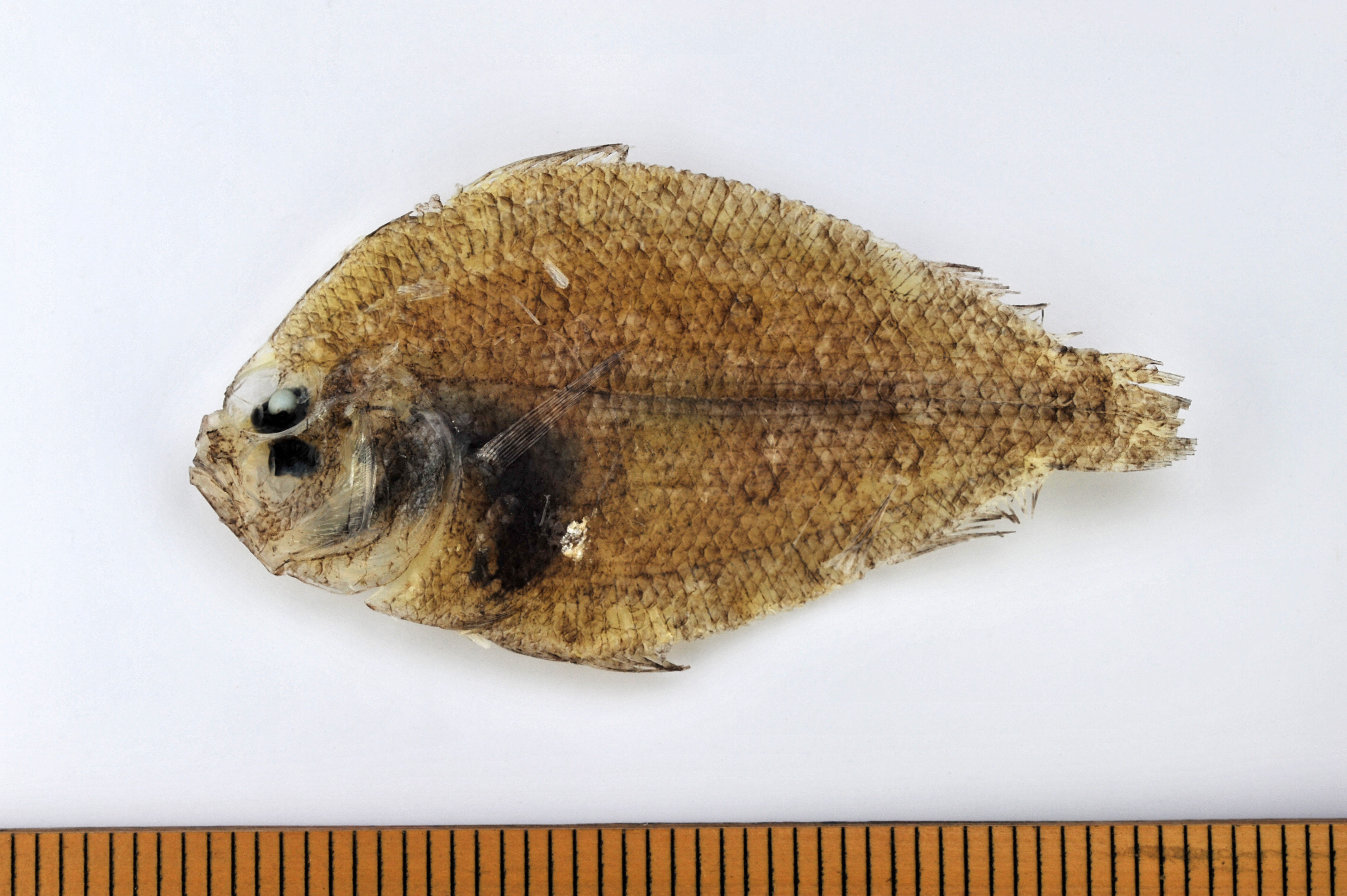 無料ダウンロードひらめ カレイ 魚のすべて