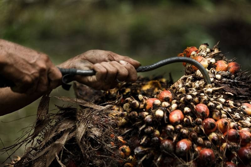 Cada racimo de dátiles para obtener aceite de palma pesa unos 25 kilogramos