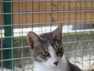 Vers le haut chat tigré blanc et gris race 406288