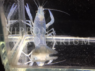 コレクション ザリガニ 飼う 餌 144247-ザリガニ 飼う 餌