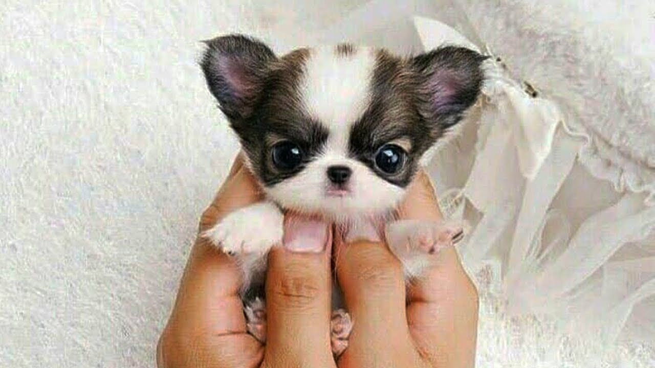無料印刷可能かわいい 面白い 画像 犬 無料イラスト集