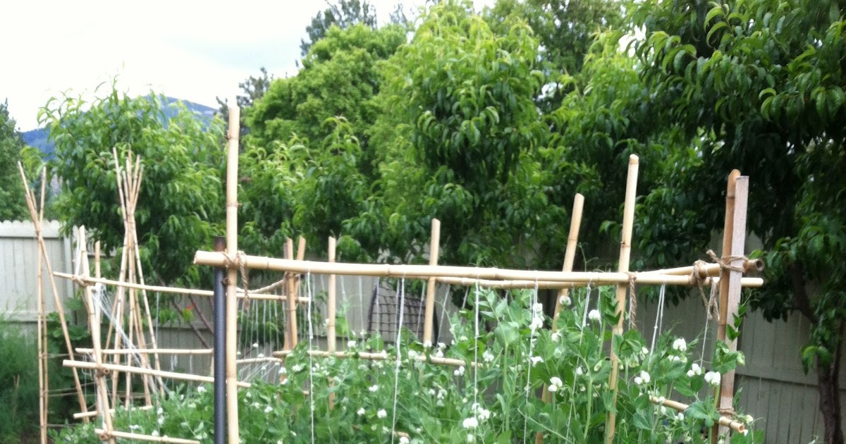 Snow Pea Trellis Ideas - Mbi Garden Plant