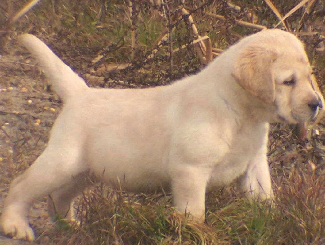 The labrador retriever puppies are cute, attractive and sensible dog breed. English Labrador Retriever Puppies Breeder Ray Webfootretrievers Com Webfoot Retrievers