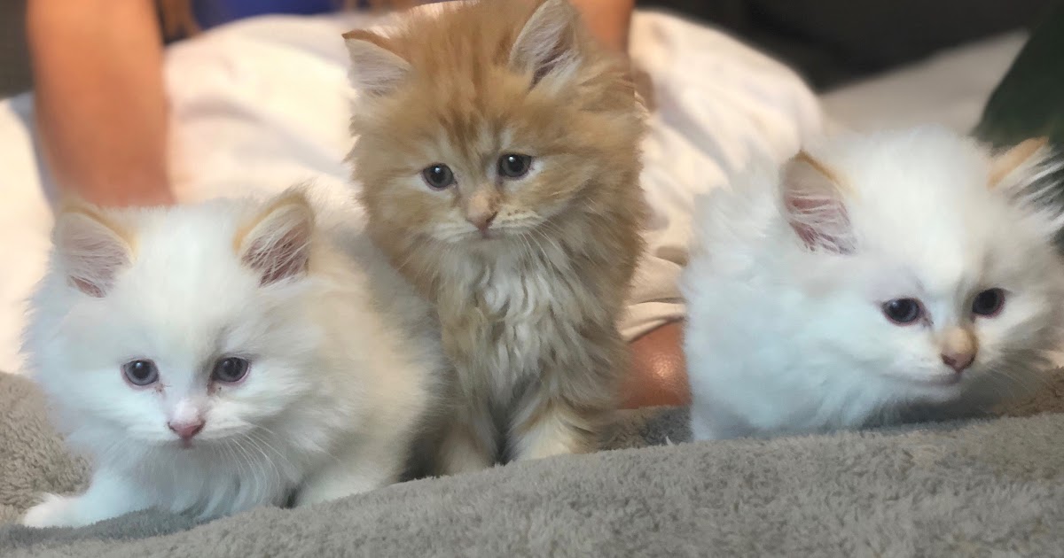 Carolina: Hypoallergenic Kittens For Sale Nyc
