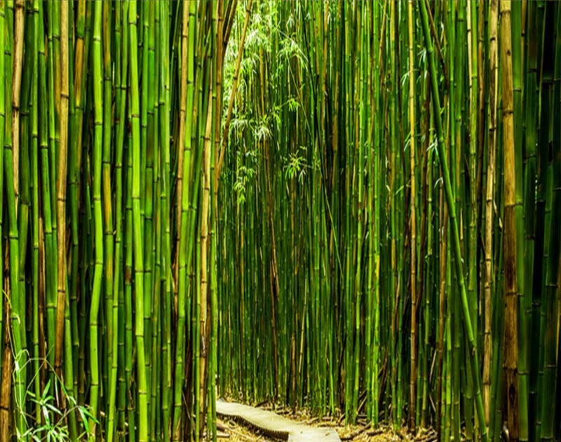 52 Gambar  Pemandangan Bambu 