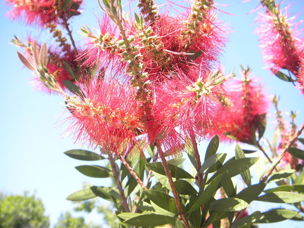 最新のhd南米 花 最高の花の画像