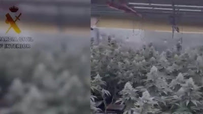 Sucesos.- Localizada una plantación de marihuana en una casa de Villaviciosa de Odón