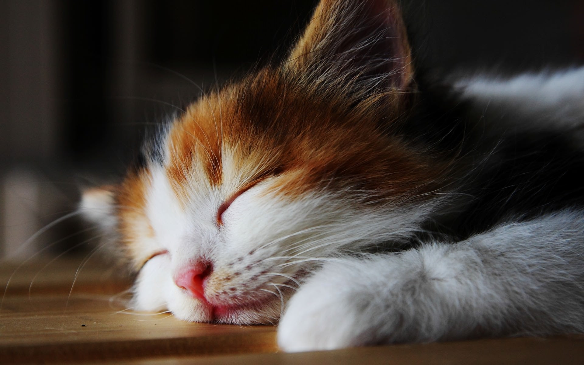 最高のかわいい 猫 可愛い 壁紙 Iphone 無料イラスト集