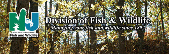F&W Woods Banner