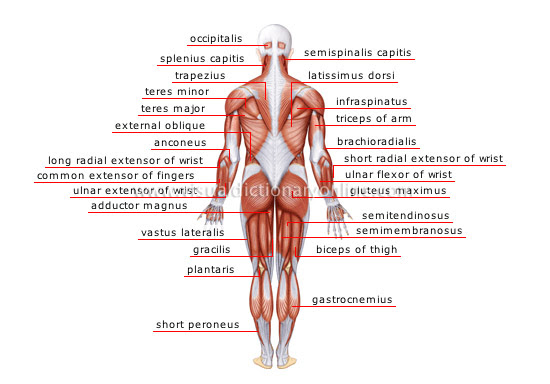 Note that the actin and myosin filaments. Human Being Anatomy Muscles Posterior View Image Visual Dictionary Online