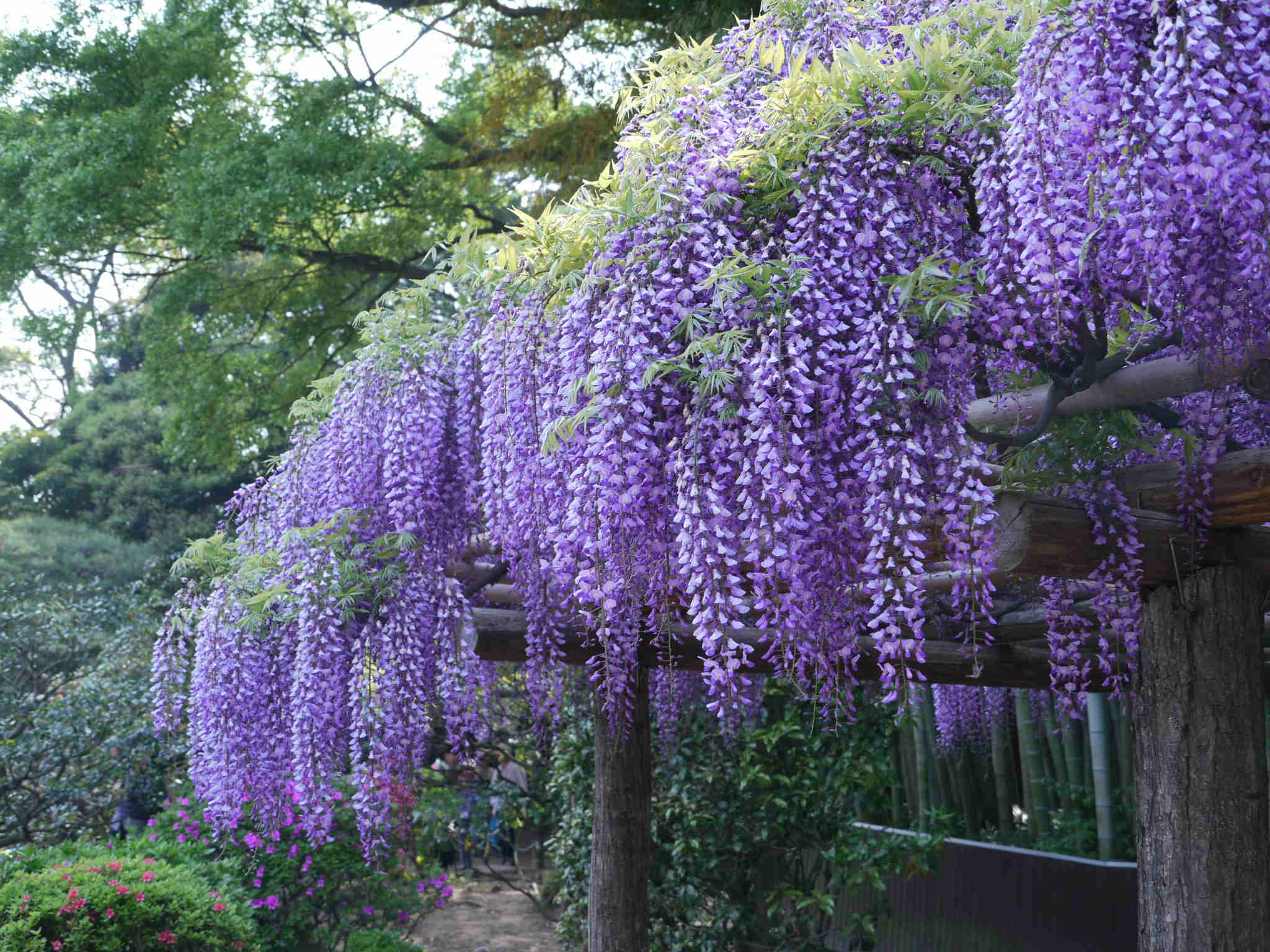 美しい花の画像 エレガント5月といえば 花