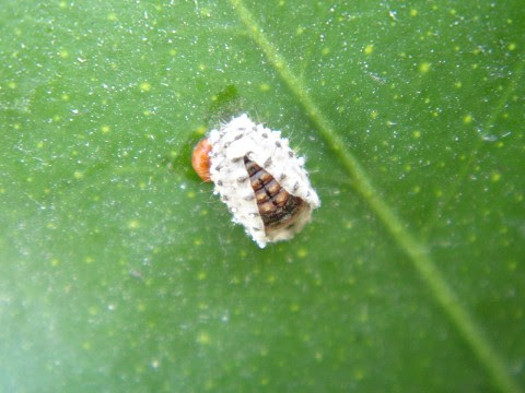 コンプリート 白い虫 みかん の 木 の 害虫 1986