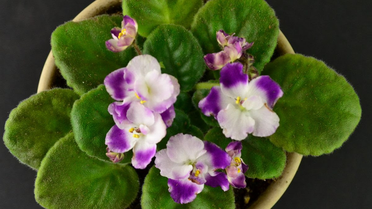 What are the different types of african violet plants?african violets can be divided in two main categories depending upon their type: Fertilizer For African Violet Plants Baby Violets