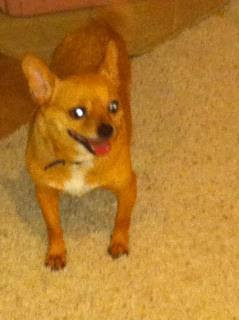 South houston petcare express 2501 w holcombe blvd d. Affordable Pet Clinic Veterinarian In Houston Tx Us Meet Our Team