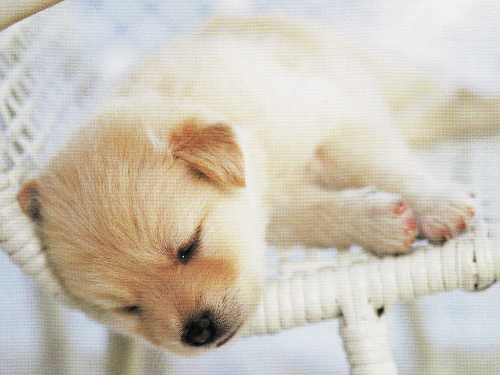 トップ100 犬 かわいい 癒し 画像 無料イラスト集