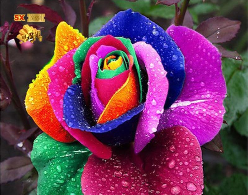 9000 Gambar Bunga Mawar Warna Warni HD Paling Keren Infobaru 9000 Gambar Bunga Mawar Warna Warni HD Paling Keren Infobaru