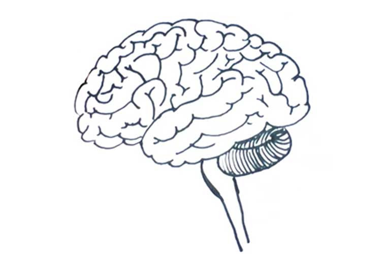 Easy Brain Drawing Front View