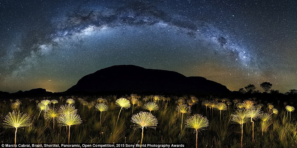 Big skies: Marcio Cabral of Brazil entered this incredible vista of the Milky Way over a field of Paepalanthus flowers into the same category