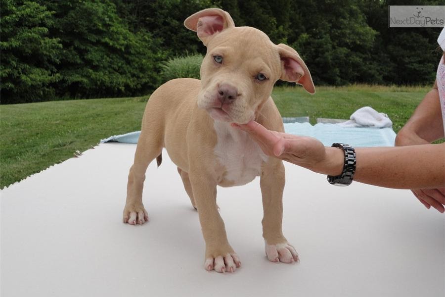 Purple Tri Bully Puppies For Sale : Purple Tri Bully Puppies For Sale