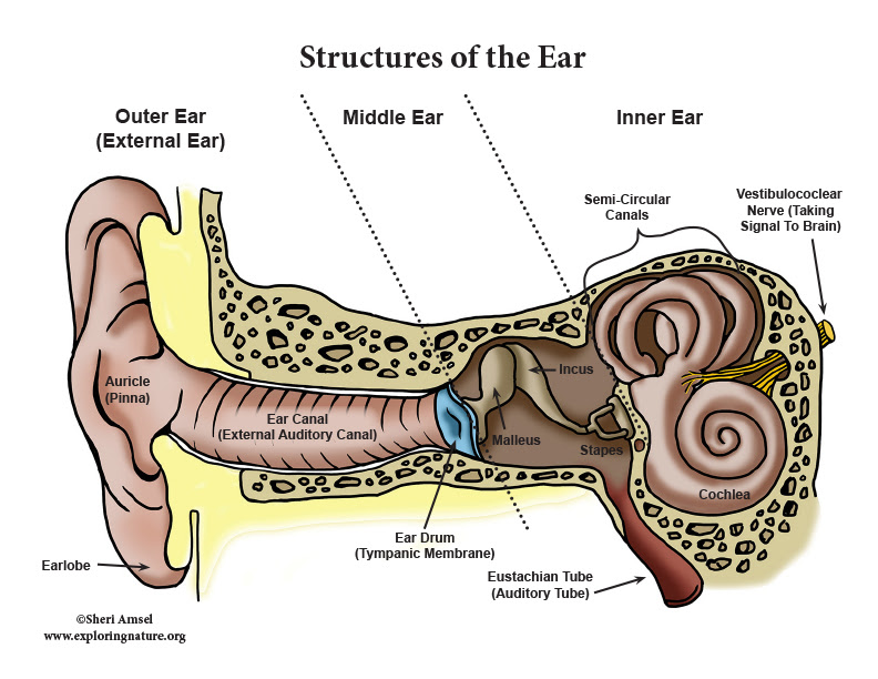 Hearing and the Structure of the Ear