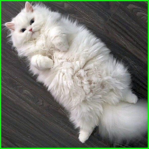 Kucing Lucu Warna Putih