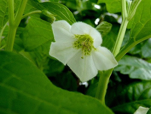 50 素晴らしい鬼灯 花 画像 最高の花の画像