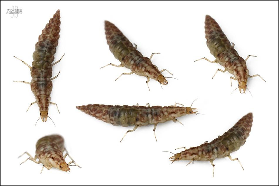 The bites cause itching, skin redness, localized swelling, and even blisters on the bites. Insects Bugs And Other Critters In The Uk