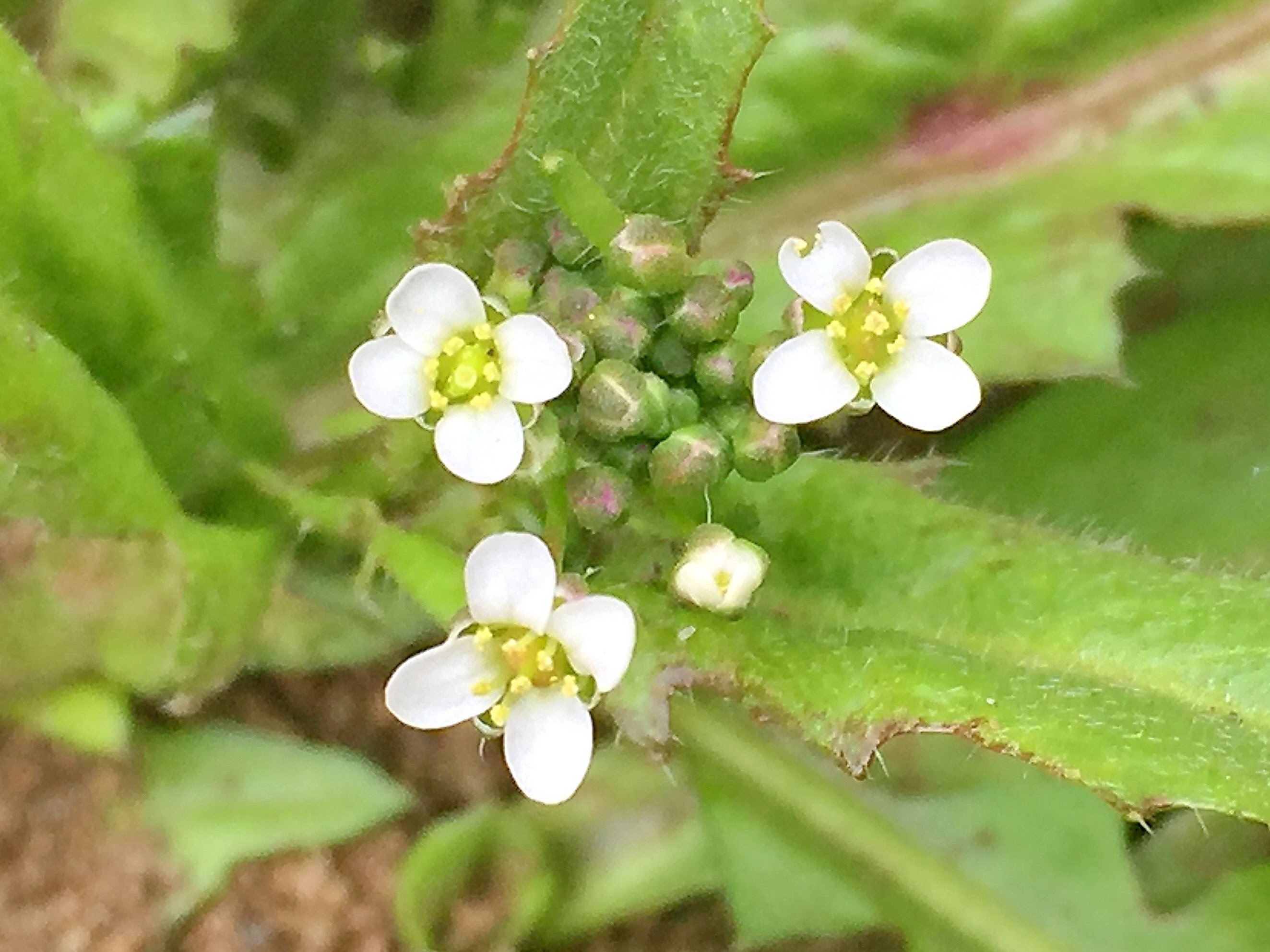 最高かつ最も包括的なナズナ 花 最高の花の画像