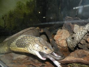 Sie ist die größte viper europas, kommt hier allerdings nur. Achtung Wir Futtern Selbstverstandlich Keine Lebenden Saugetiere Happ S Reptilienzoo