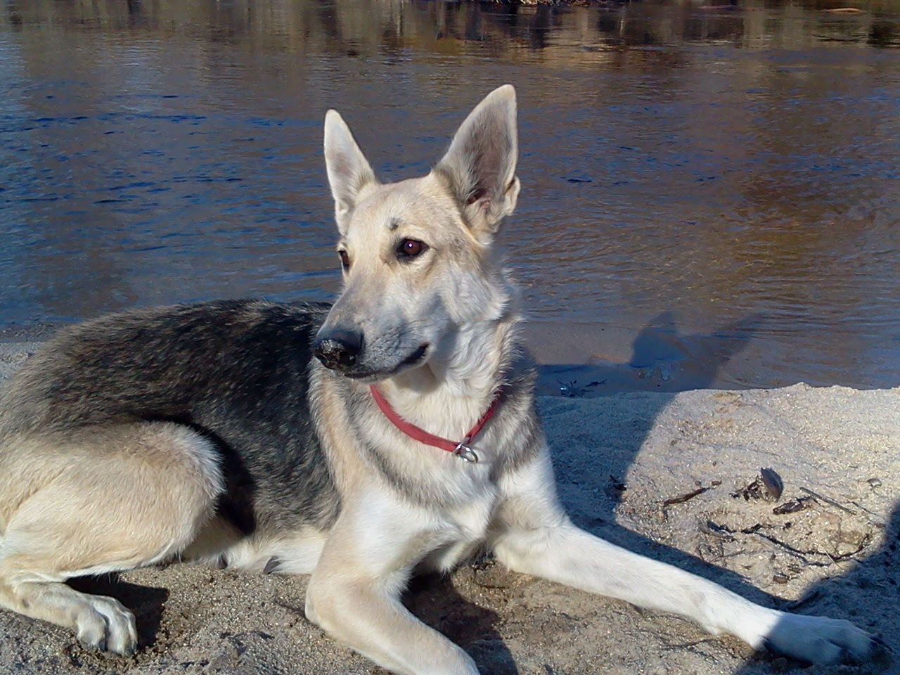 Super sable german shepherd puppy for sale with additional development and training. Taya A Dance In The Moonlight Akc Silver Sable German Shepherd Dog Silver Sable German Shepherd Puppies
