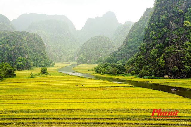 Tam Cốc, Tràng An, Ninh Bình, mùa lúa chín