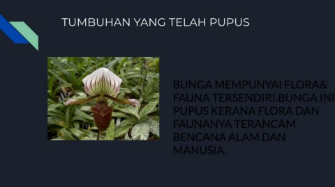 Gambar Tumbuhan Yang Telah Pupus Tumbuh Tumbuhan