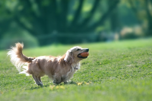 トップ100犬 画像 無料 美しい花の画像