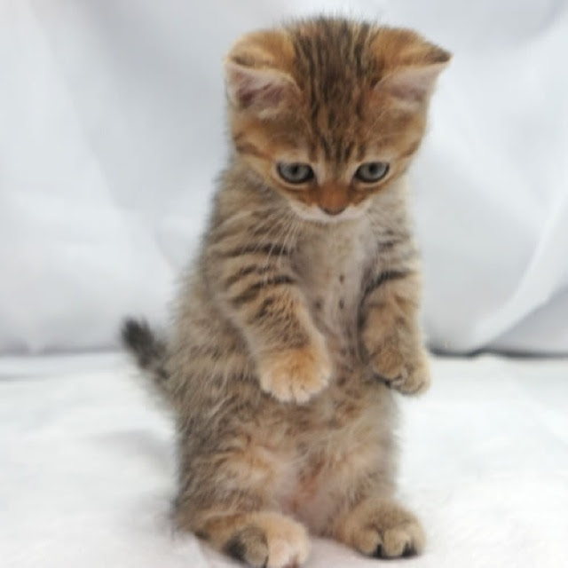 最高のマンチカン 子猫 壁紙 最高の花の画像