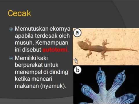 Info Baru 25 Sebutkan  Ciri Hewan  Invertebrata