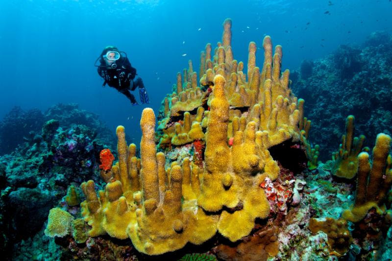 Los entusiastas del buceo pueden celebrar el Día de la Tierra en Anse Chastanet con una inmersión de limpieza submarina.