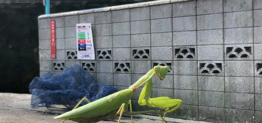 リアル カマキリ イラスト 簡単 Okepict7r2o