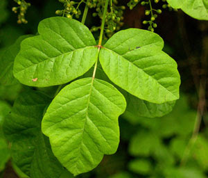 There are a number of available treatments to help resolve any symptoms poison ivy contains urushiol, which is an oil that may cause contact dermatitis. All Seasons Weed Control Grass Valley Nevada City Northern Ca Poison Oak